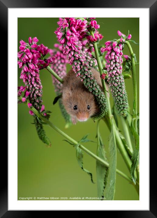 Adorable cute harvest mouse micromys minutus on red flower foliage with neutral green nature background Framed Mounted Print by Matthew Gibson