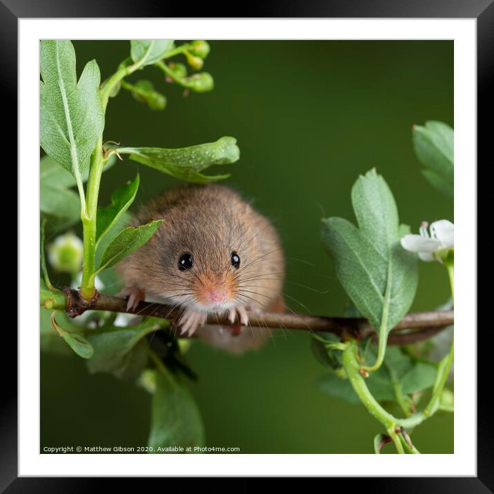 adorable cute harvest mice micromys minutus on white flower foliage with neutral green nature background Framed Mounted Print by Matthew Gibson