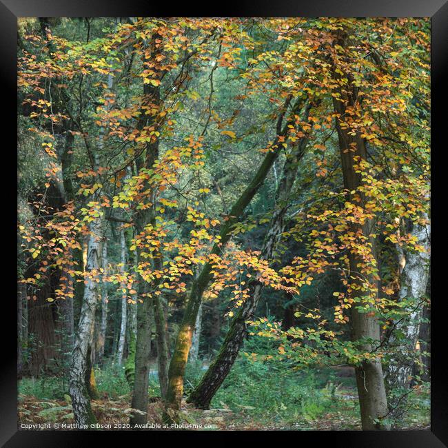 Beautiful vibrant Autumn Fall trees in Fall color in New Forest in England with stunning sunlight making colors pop against dark background Framed Print by Matthew Gibson