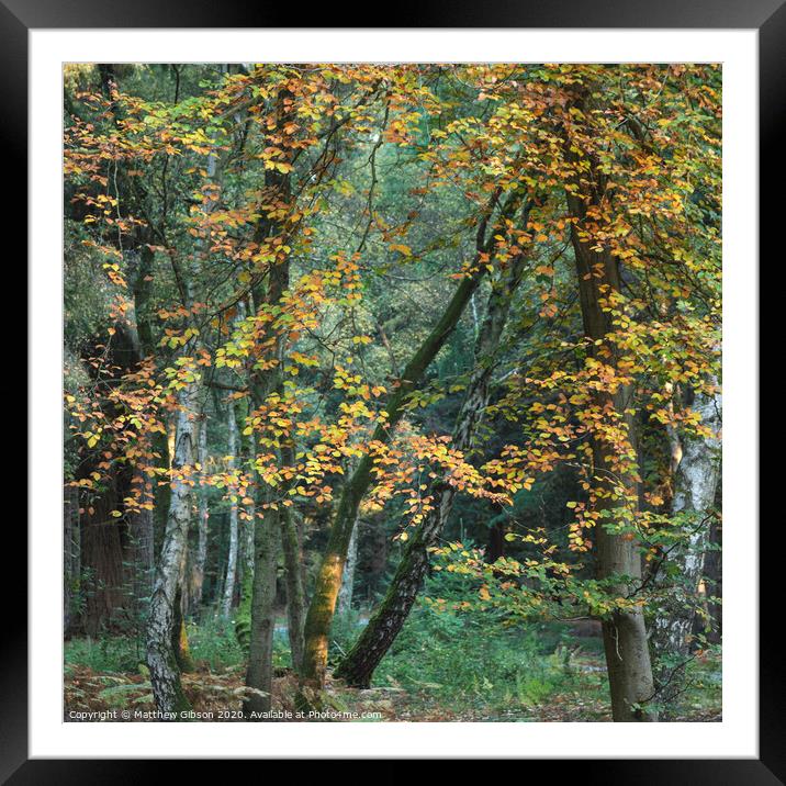 Beautiful vibrant Autumn Fall trees in Fall color in New Forest in England with stunning sunlight making colors pop against dark background Framed Mounted Print by Matthew Gibson