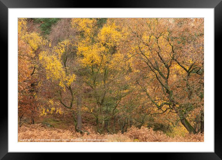 Beautiful colorful vibrant forest woodland Autumn Fall landscape in Peak District in England Framed Mounted Print by Matthew Gibson
