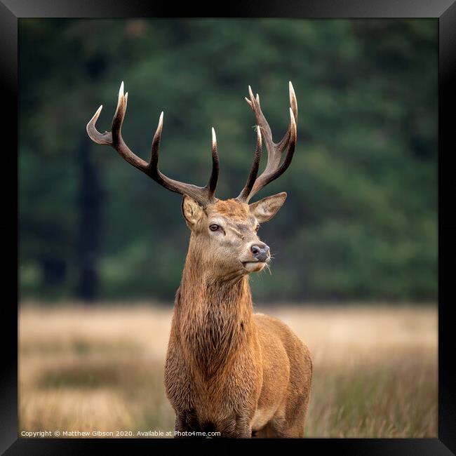 Sutning portrait of red deer stag Cervus Elaphus in Autumn Fall woodland landscape during the rut mating season Framed Print by Matthew Gibson