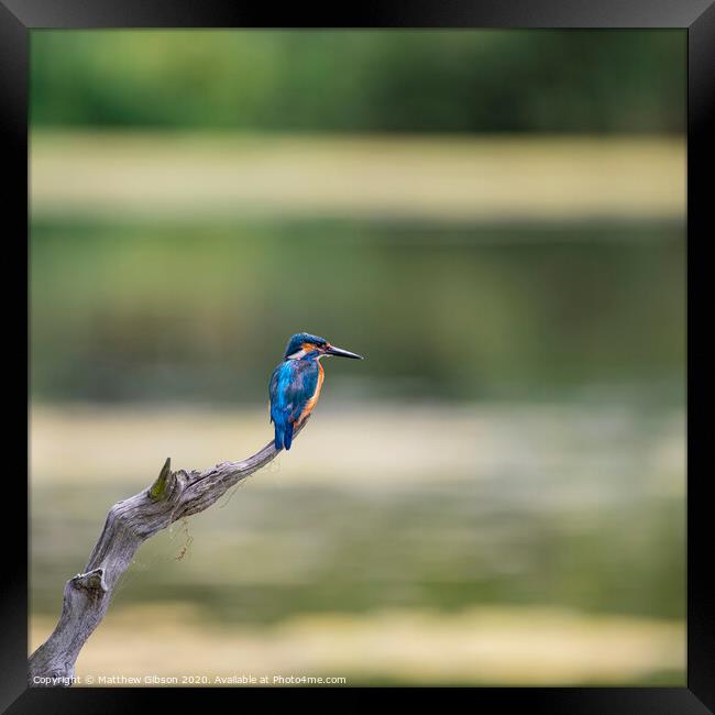 Beautiful vibrant Common Kingfisher Alcedo Atthis perched on branch over river hunting food Framed Print by Matthew Gibson