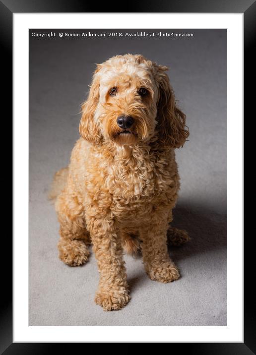 Cockapoo Framed Mounted Print by Simon Wilkinson