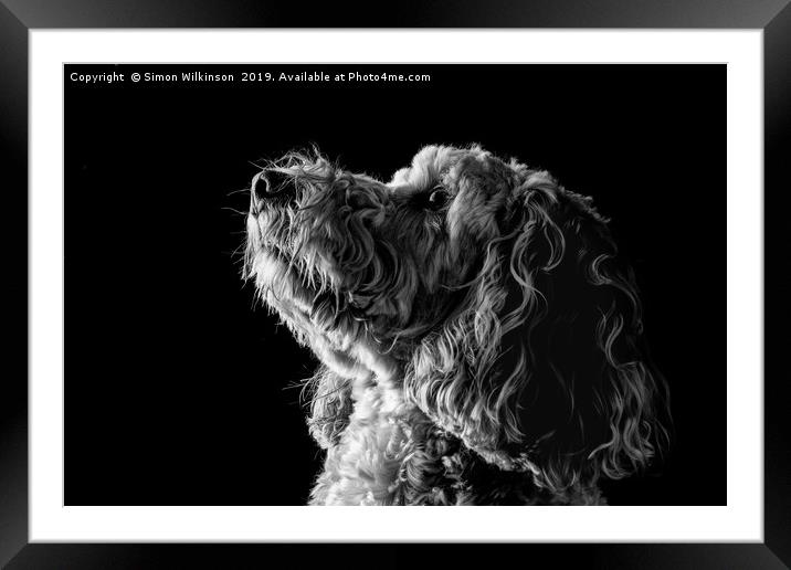 Cockapoo Framed Mounted Print by Simon Wilkinson