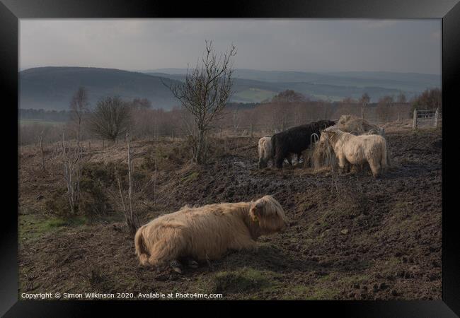 Cattle on Beeley Moor Framed Print by Simon Wilkinson