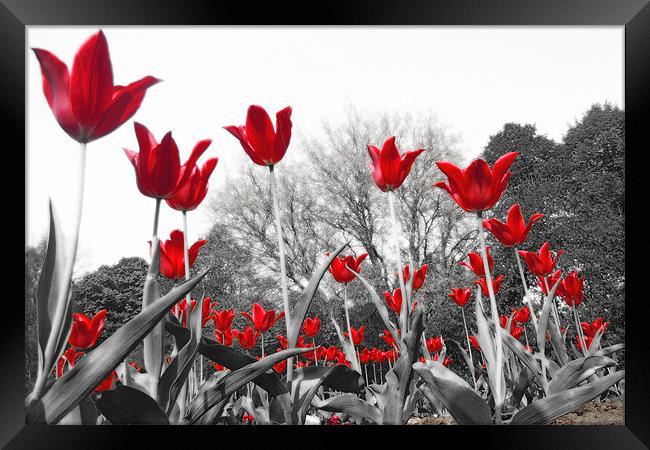 Tulip Red Framed Print by Neil Gavin