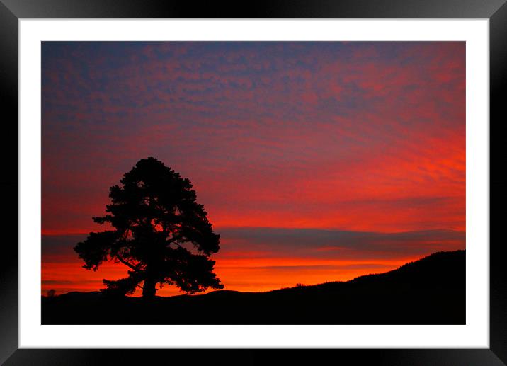 Sunset Tree Framed Mounted Print by Neil Gavin