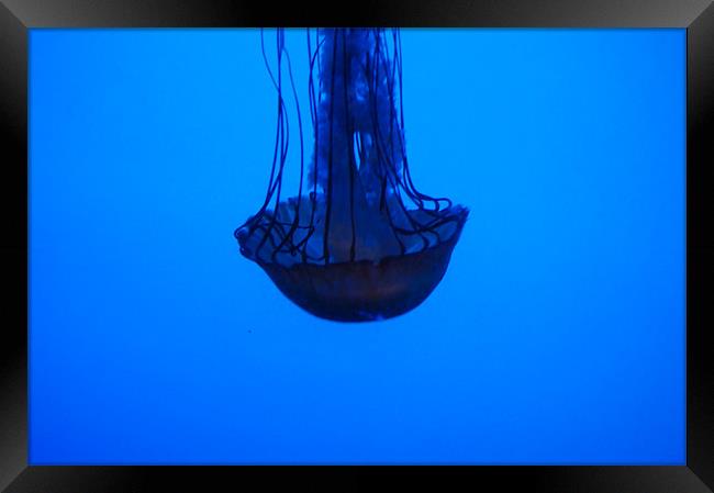 Jellyfish Framed Print by Emma Crowter