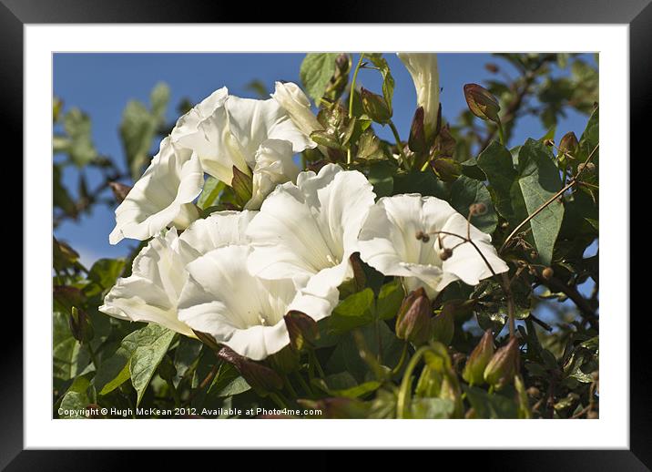 Plant, Wild flower, Hedge bind weed, White Flowers Framed Mounted Print by Hugh McKean