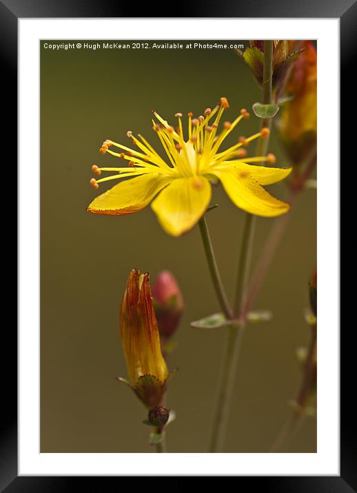 Plant, St Johns Wort, Hypericum perforatum, Flower Framed Mounted Print by Hugh McKean