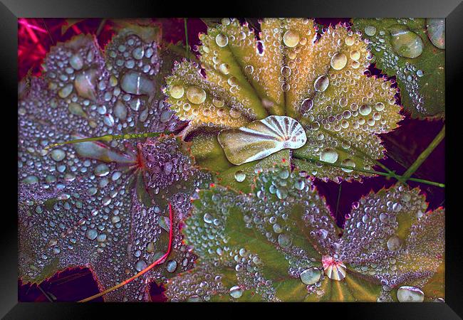 Colour manipulated raindrops on leaves Framed Print by Hugh McKean