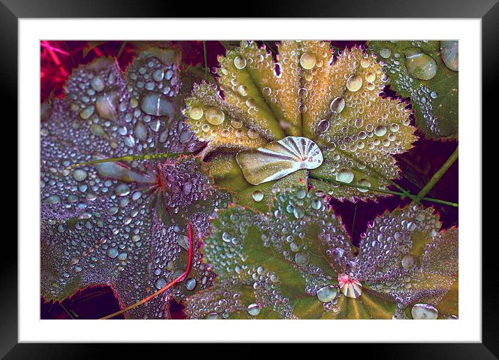 Colour manipulated raindrops on leaves Framed Mounted Print by Hugh McKean