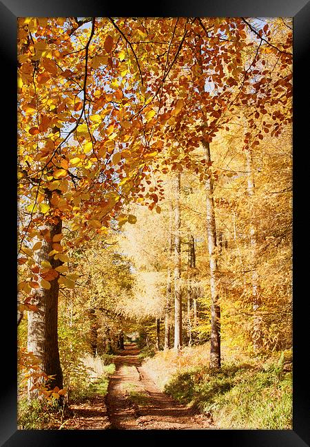Autumn colours, riverside walk, November 2103 Framed Print by Hugh McKean