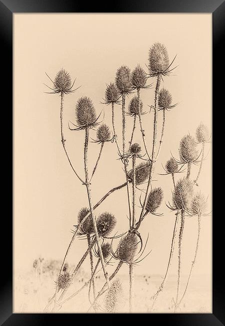 Plant, Wild teasel, Dipsacus fullonum, Seed heads Framed Print by Hugh McKean