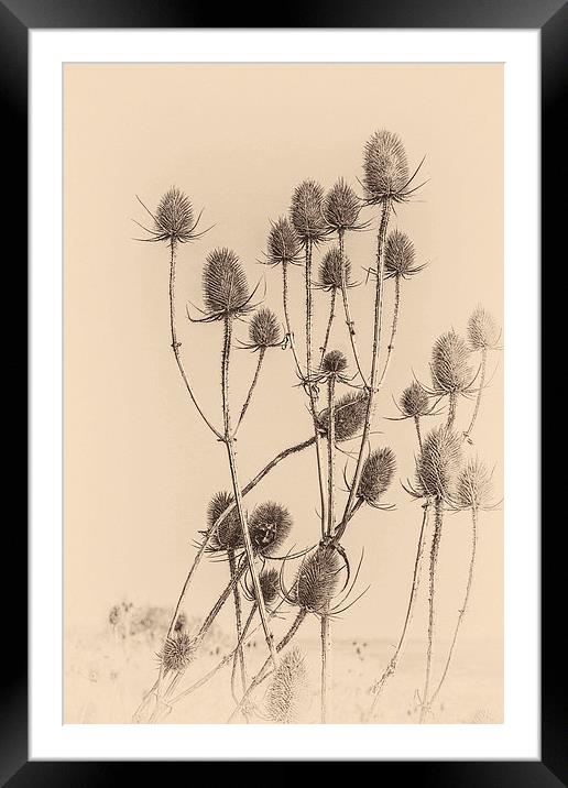 Plant, Wild teasel, Dipsacus fullonum, Seed heads Framed Mounted Print by Hugh McKean