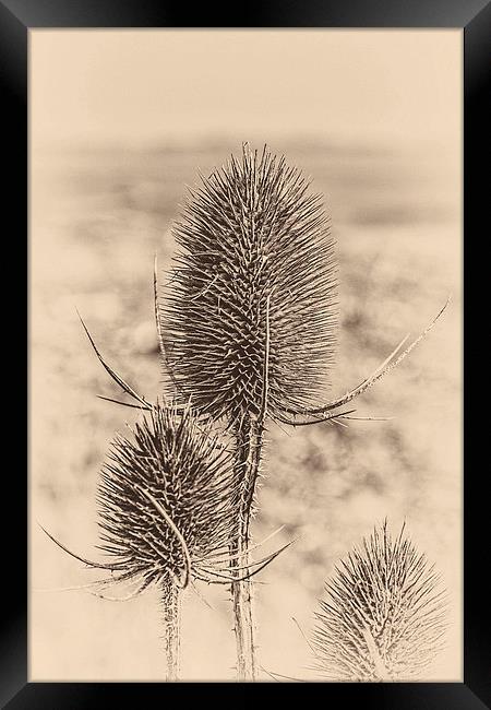 Plant, Wild teasel, Dipsacus fullonum, Seed heads Framed Print by Hugh McKean