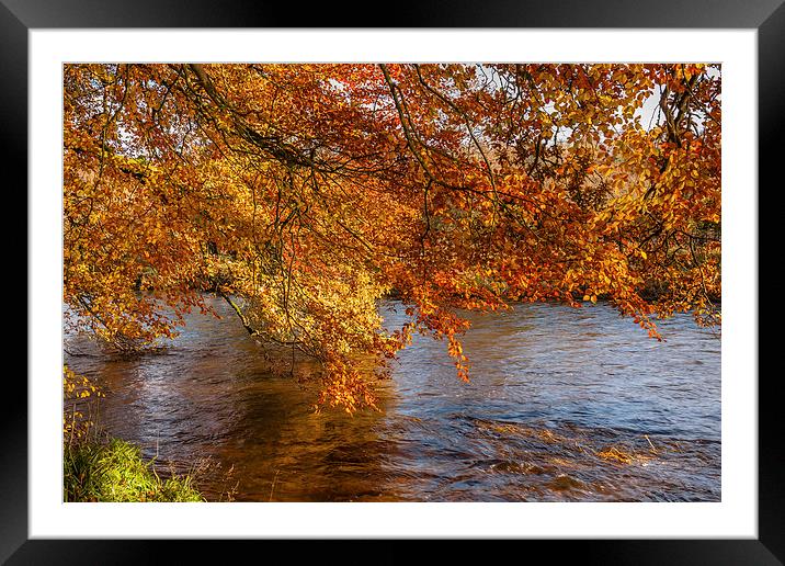 Autumn colours, riverside walk, November 2011 Framed Mounted Print by Hugh McKean