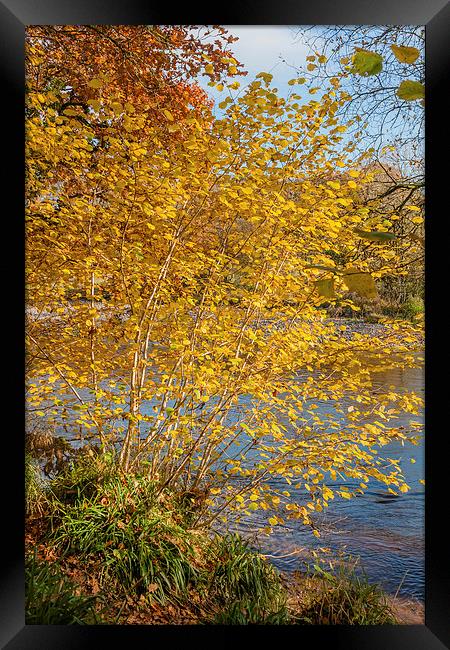 Autumn colours, riverside walk, November 2011 Framed Print by Hugh McKean