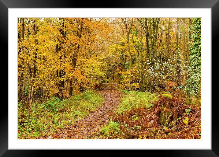 Autumn colours, woodland walk, November 2013 Framed Mounted Print by Hugh McKean