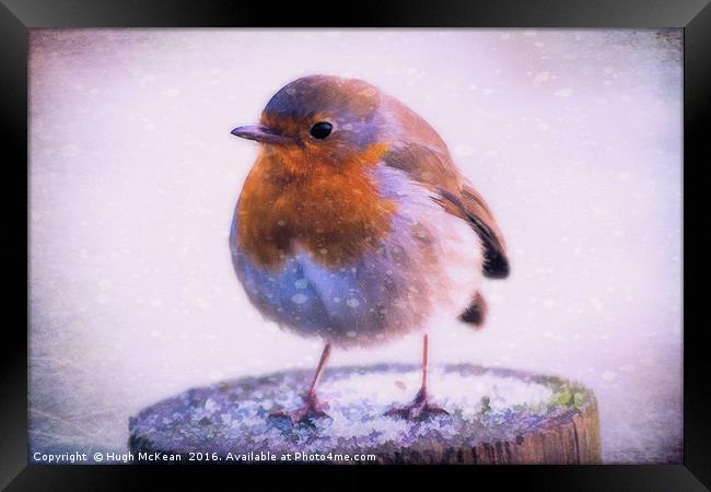 Winter Robin, Erithacus rubecula Framed Print by Hugh McKean