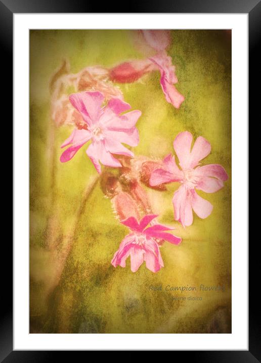 Red Campion flowers Framed Mounted Print by Hugh McKean