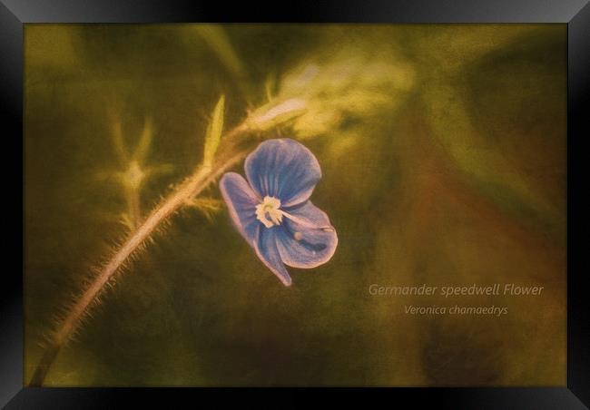 Photo art of a Germander Speedwell flower  Framed Print by Hugh McKean