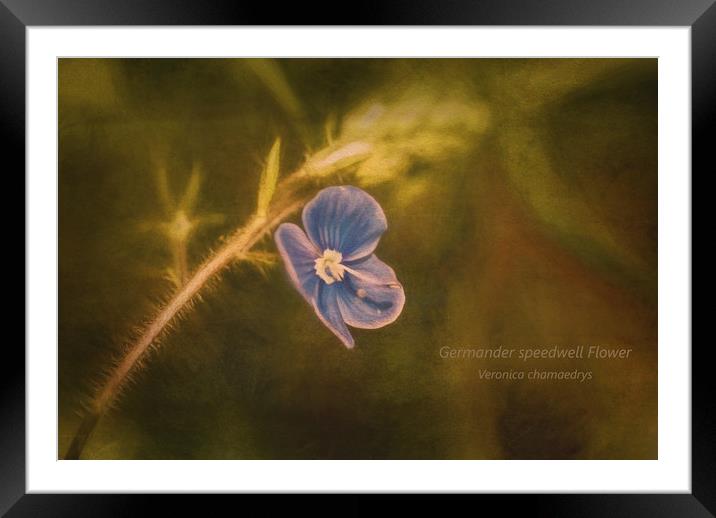 Photo art of a Germander Speedwell flower  Framed Mounted Print by Hugh McKean