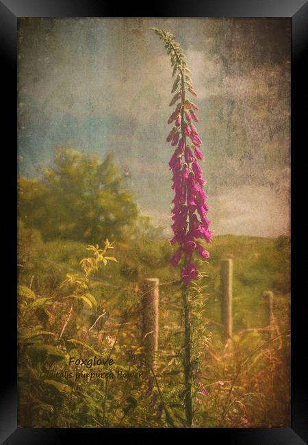 Photo art, Plant, Foxglove, Digitalis purpurea Framed Print by Hugh McKean