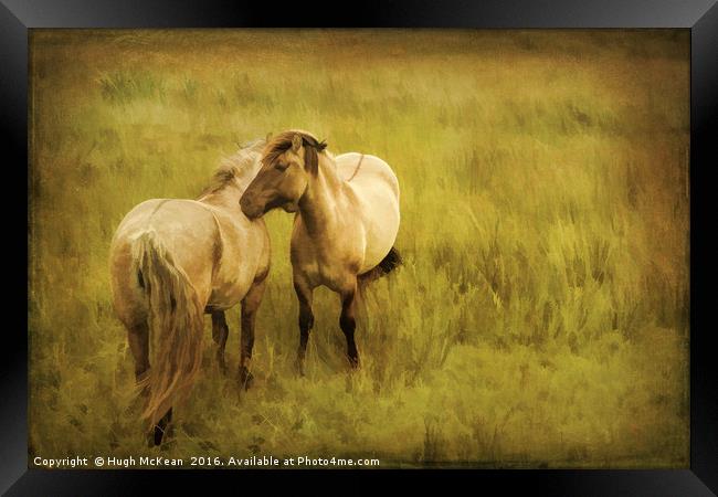 Photo art, Highland ponies Framed Print by Hugh McKean