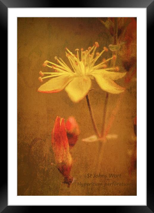 Photo art, Plant, St Johns Wort, Hypericum perfora Framed Mounted Print by Hugh McKean