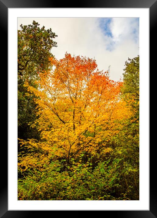 Autumn colors Oct. 2016 River Annan Framed Mounted Print by Hugh McKean