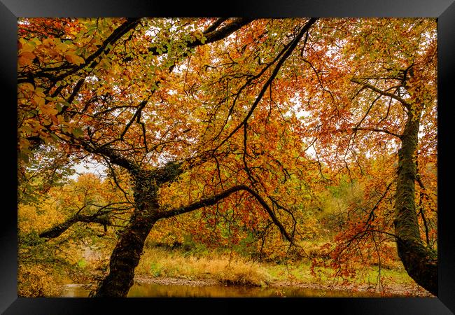 Autumn colors Oct. 2016 River Annan Framed Print by Hugh McKean