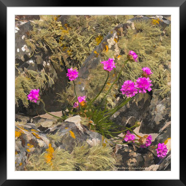 Thrift among a lichen covered granite outctop Framed Mounted Print by Hugh McKean