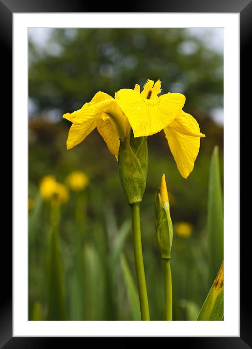 Plant, Wild flower, Yellow Flag , Iris pseudacorus Framed Mounted Print by Hugh McKean