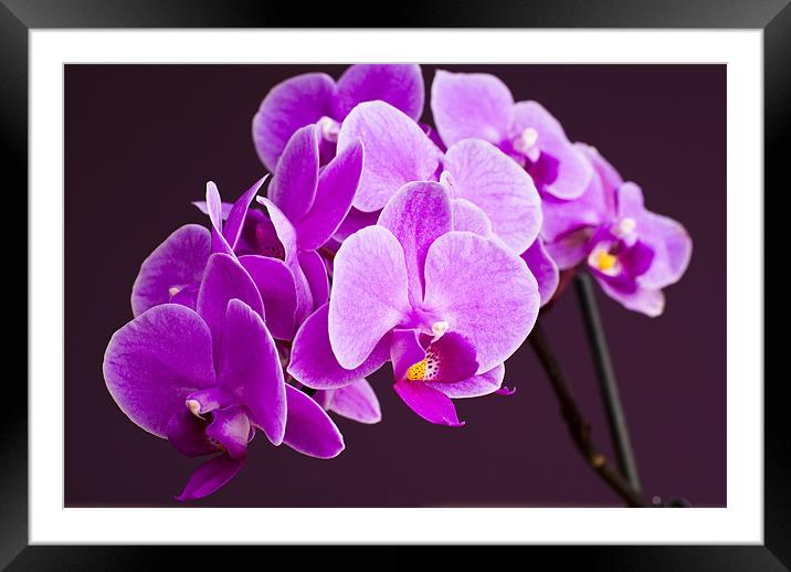 Pink Orchid flowers Framed Mounted Print by Hugh McKean