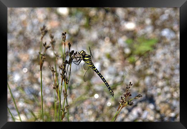 Animal, Insect, Golden ringed dragonfly, male Framed Print by Hugh McKean