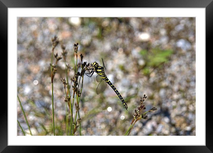 Animal, Insect, Golden ringed dragonfly, male Framed Mounted Print by Hugh McKean