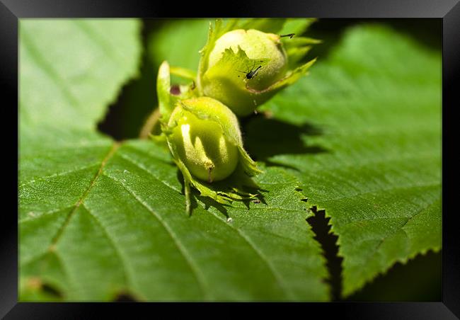 Immature Hazel nuts Framed Print by Hugh McKean