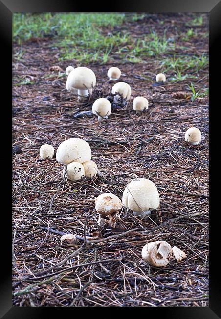 Fungi, mushroom, Agaricus variegans, edible, Framed Print by Hugh McKean