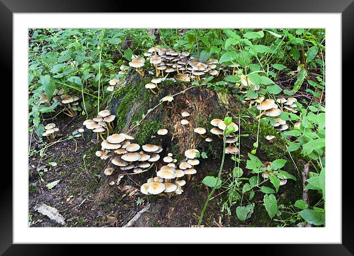Fungi, Mushroom, Sulphur tuft, Hypholoma fascicula Framed Mounted Print by Hugh McKean