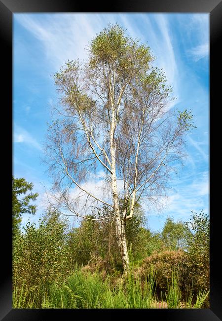 Plant, Tree Silver birch, Betula pendula Framed Print by Hugh McKean