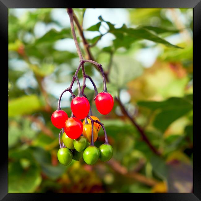 Bittersweet or Climbing nightshade (Solanum dulcam Framed Print by Hugh McKean