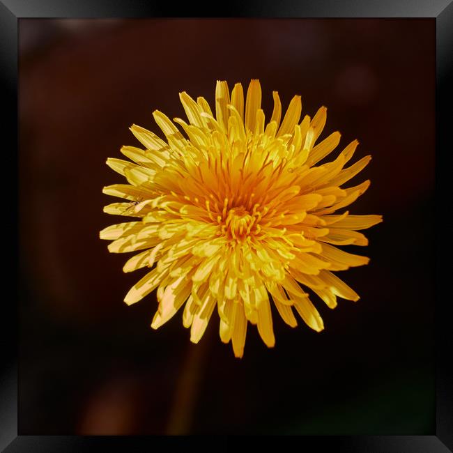 Dandelion (Taraxacum officinale) flower_DSF1593.jp Framed Print by Hugh McKean