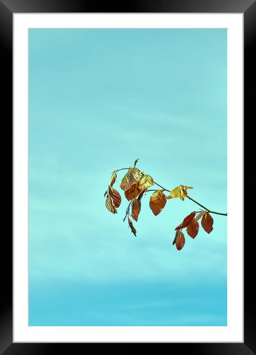 Spring leaves of the Common Beech tree_DSF1673.jpg Framed Mounted Print by Hugh McKean