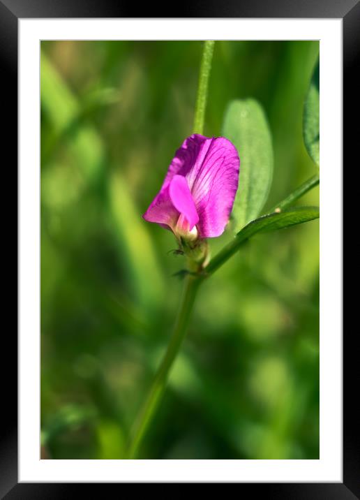 Common Vetch (Vicia sativa)  Framed Mounted Print by Hugh McKean