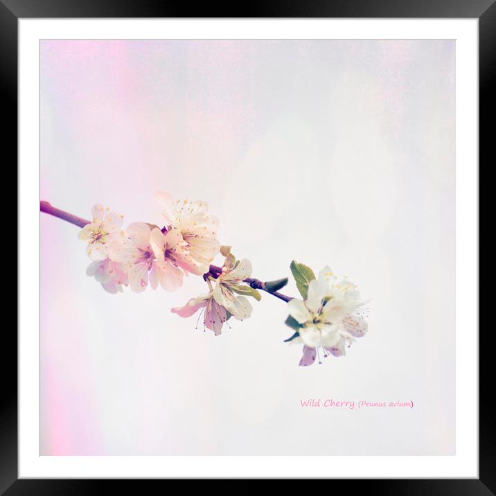 Wild Cherry (Prunus avium) Blossom Framed Mounted Print by Hugh McKean