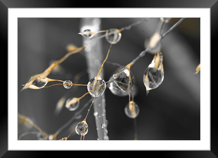 Plant, Wavy Hair grass, Seed heads, raindrops Framed Mounted Print by Hugh McKean