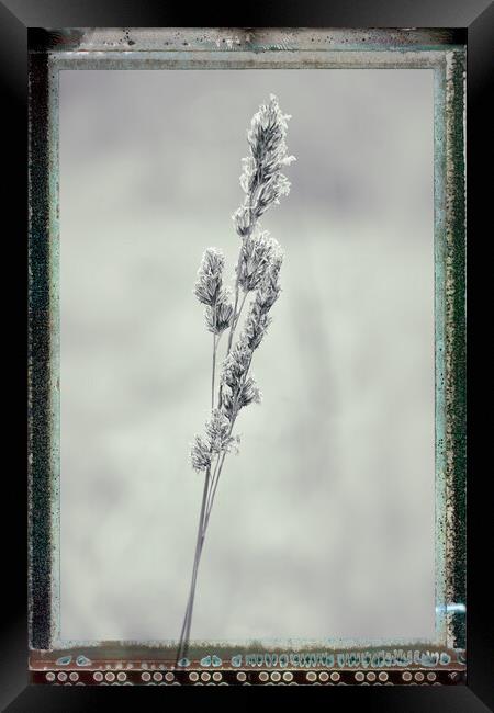 Grass, Cocksfoot, black & white film effectbject Name Framed Print by Hugh McKean