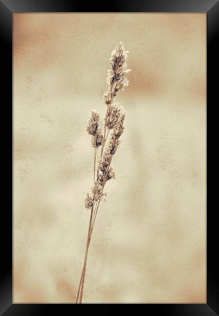 Grass, Cocksfoot, sepia effect Framed Print by Hugh McKean